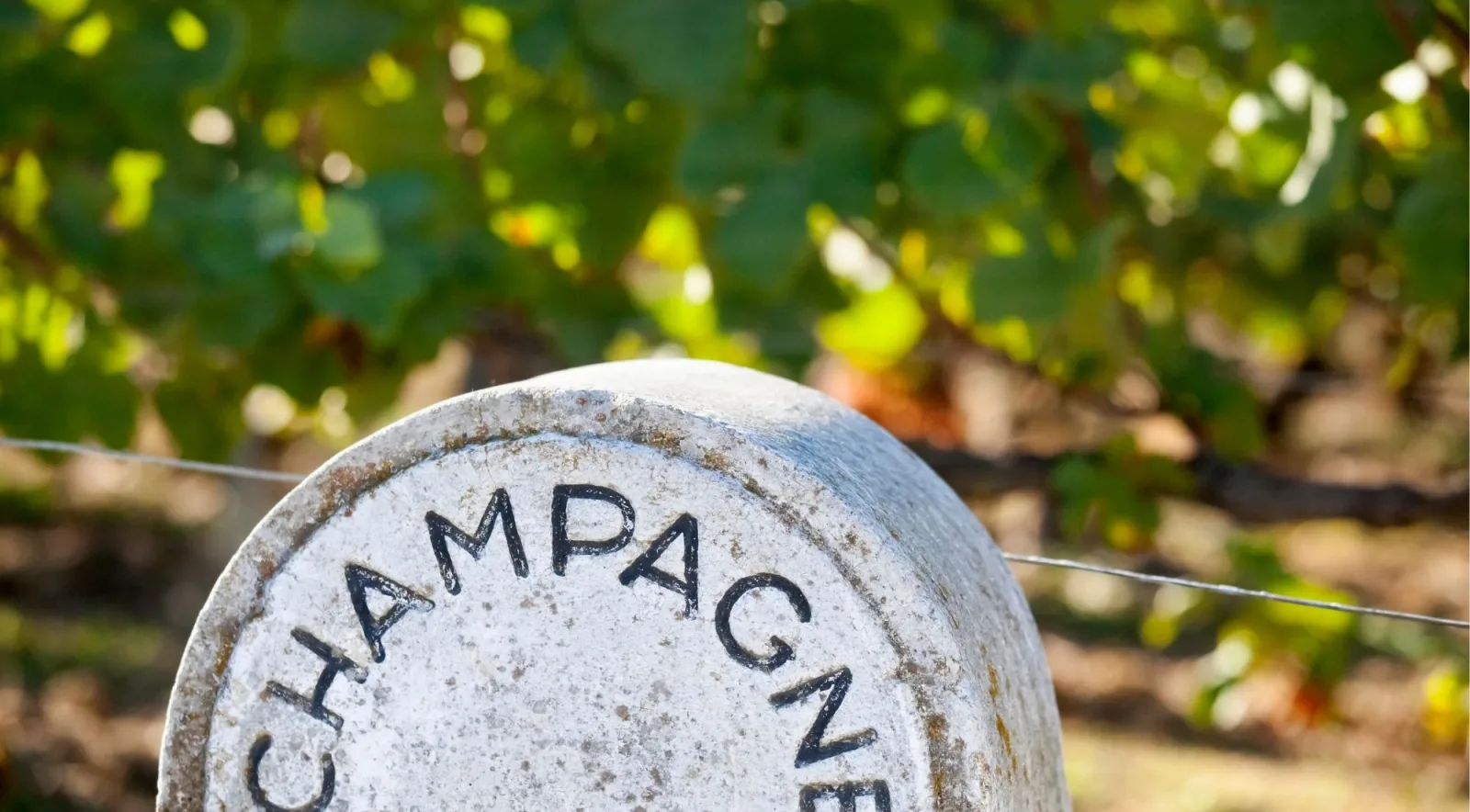 A stone boundary marker carved with the word Champagne, set among vine leaves at the edge of a vineyard