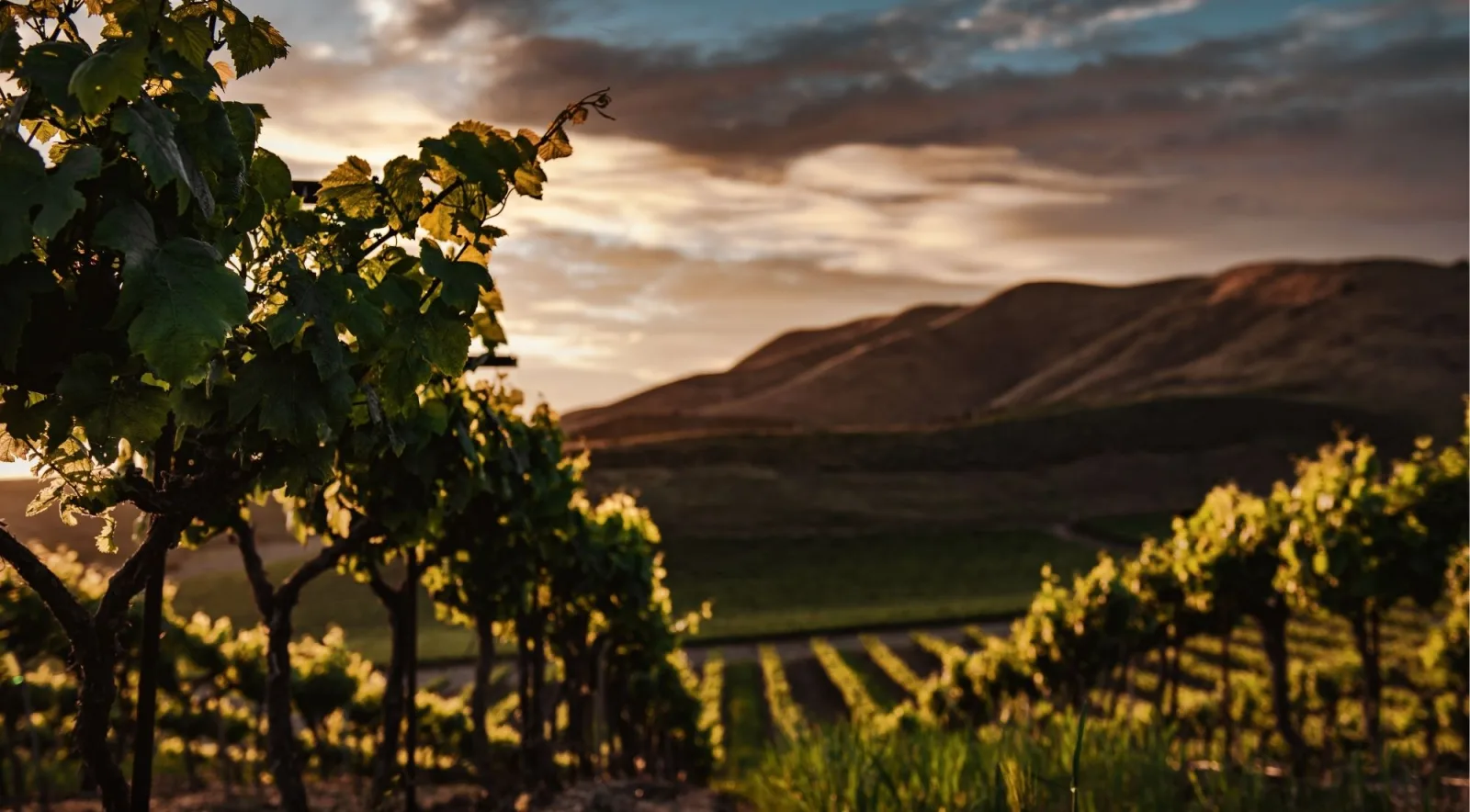 Vineyard rows on a hillside under a dramatic evening sky, with wooded hills on the horizon