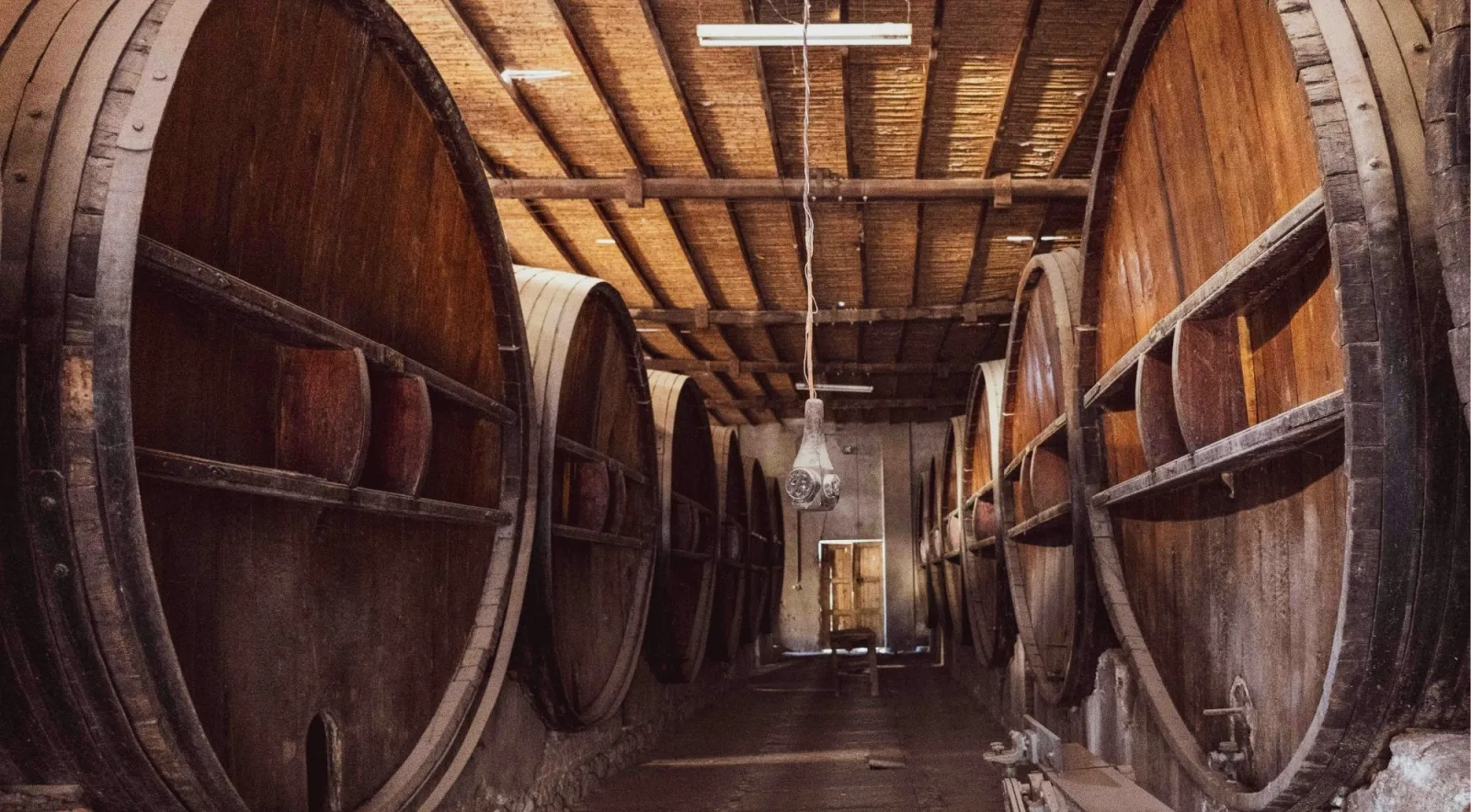 A row of large oak casks resting on wooden beams in a dimly lit cellar