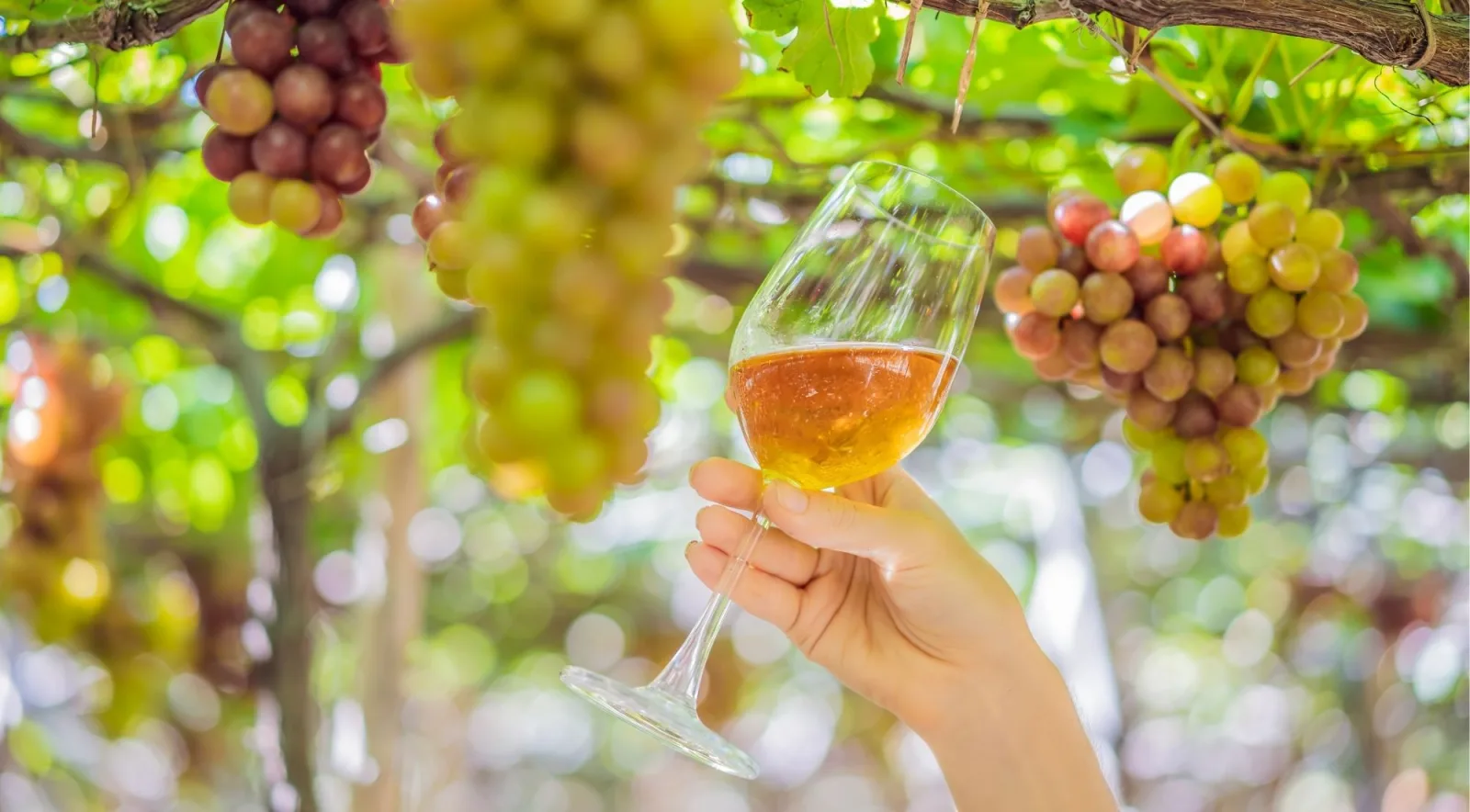A hand holding a glass of Champagne up beneath bunches of ripening grapes on the vine