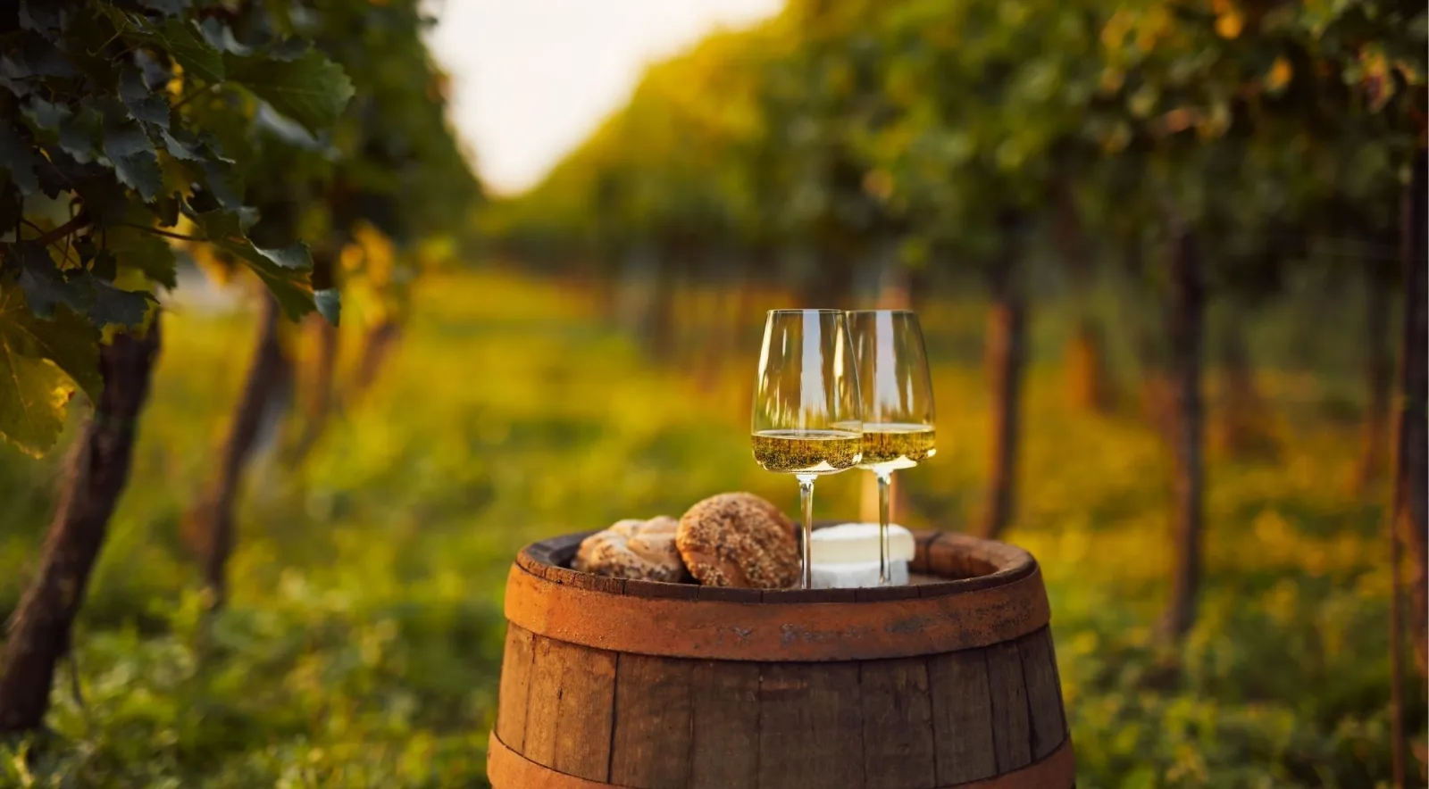 Two glasses of Champagne and bread on a barrel in a sunlit avenue of vines