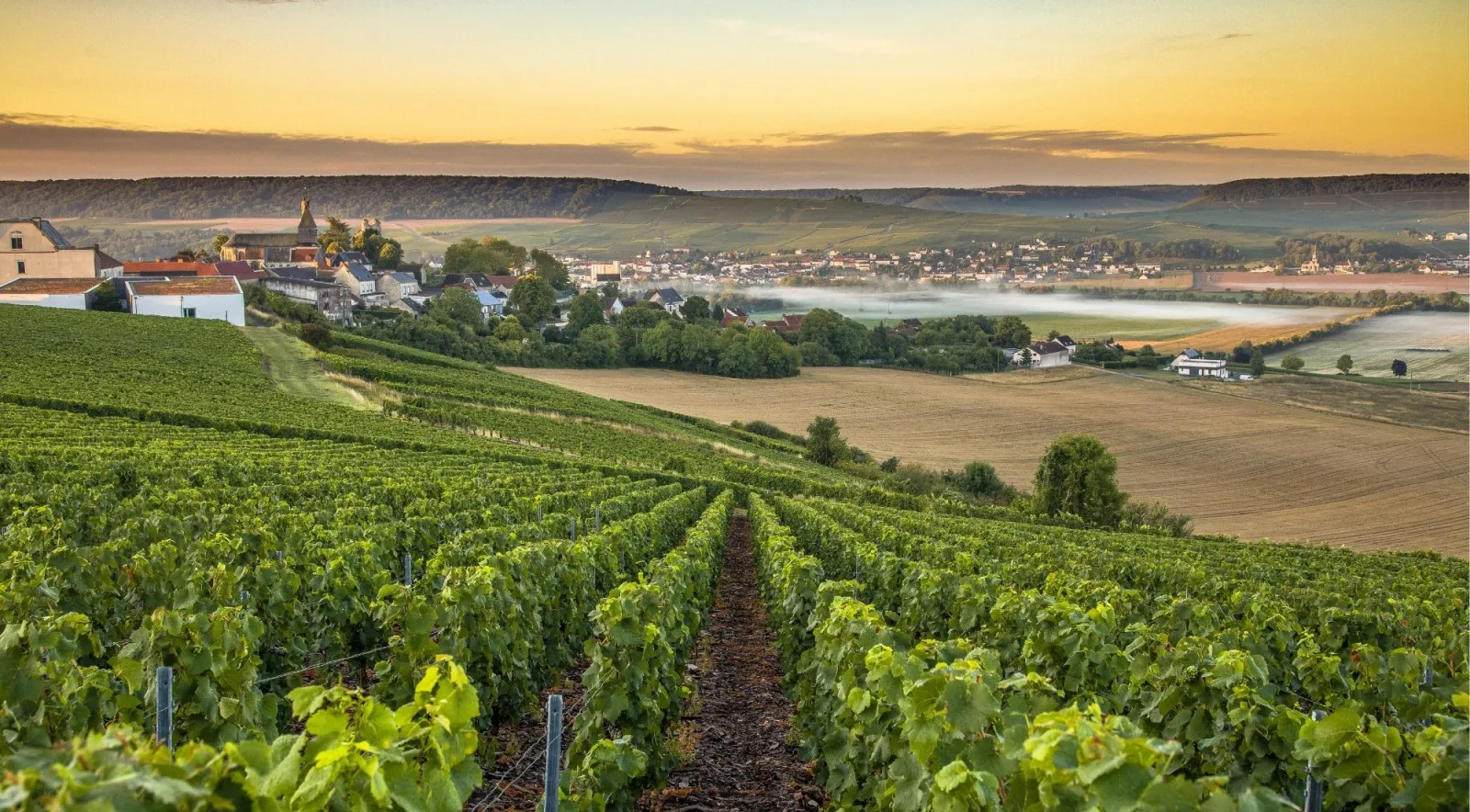 Rows of vines running downhill towards a Champagne village at sunrise, with mist over the fields beyond