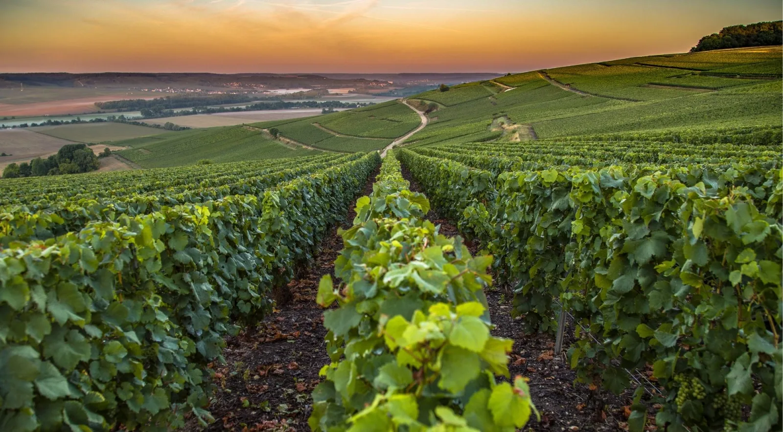 Vine rows heavy with pale grapes stretching over a ridge at sunset above the Marne valley