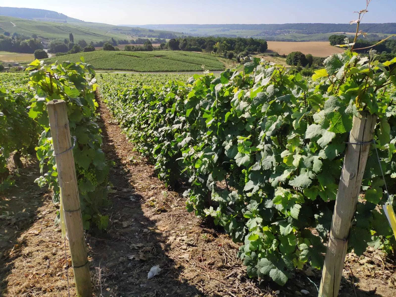 A row of vines running along a chalk track with the valley beyond