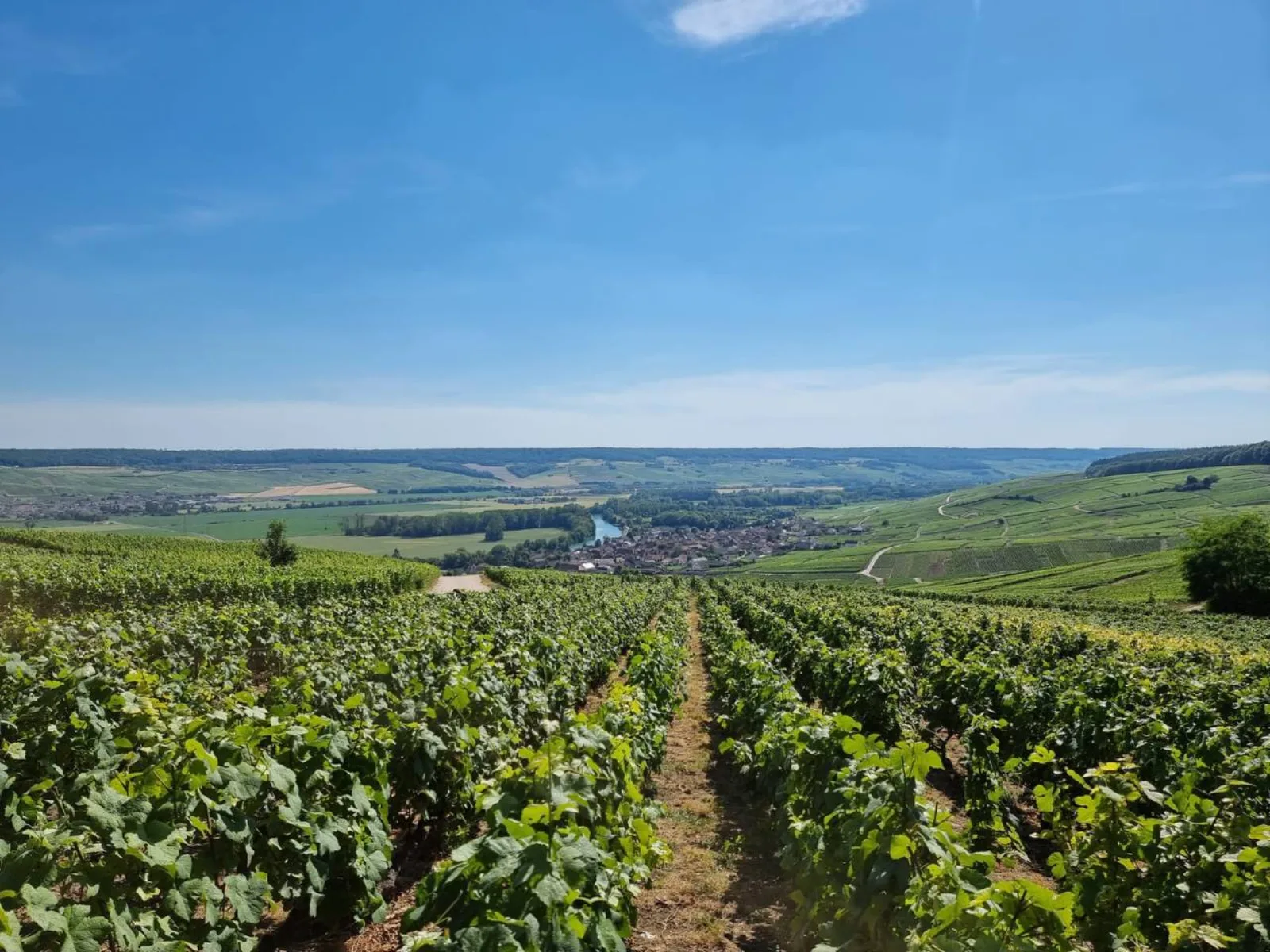 Vineyard rows dropping towards a village and the river on a clear summer day