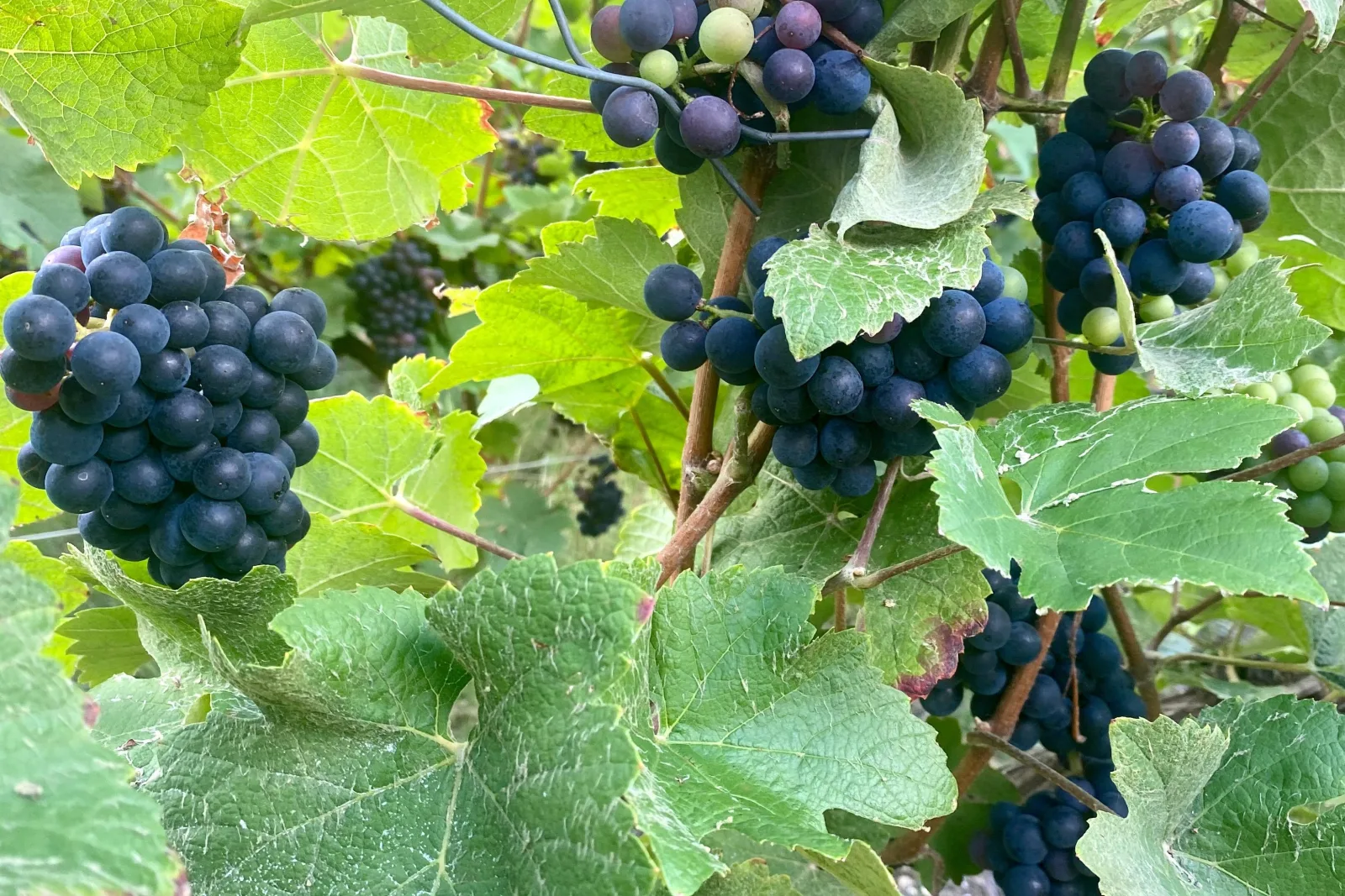 Bunches of dark Pinot grapes ripening on the vine